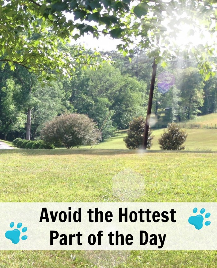 Ways to keep your dog safe this summer - avoid the hottest part of the day...