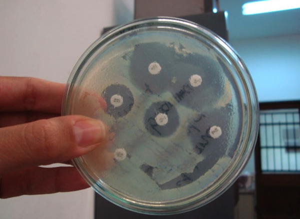 Bacteria1GP bacteria