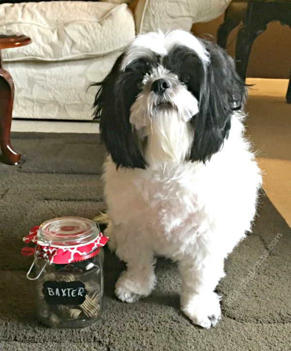 Baxter with Dog Treat Jar #NaturalBalance