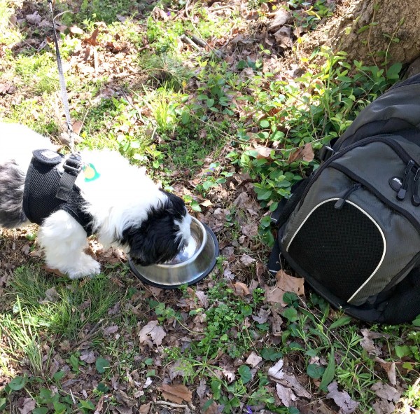 Ways to keep your dog fit and safe on trails. Keep water available #RememberBeyond