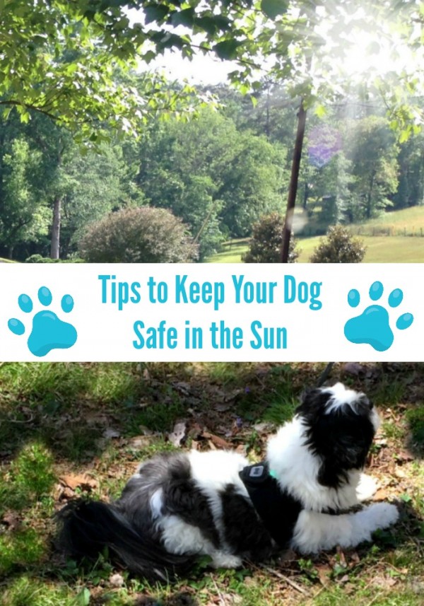 5 Tips to keep your dog safe in the sun this spring #RememberBeyond