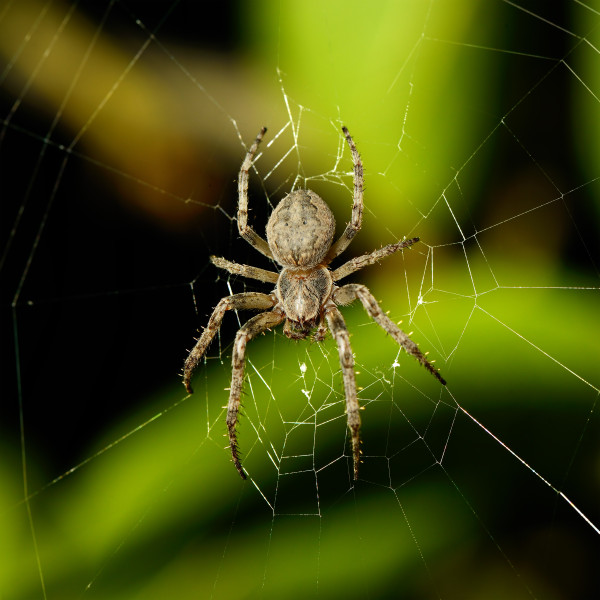 a spider named Yeast Infection