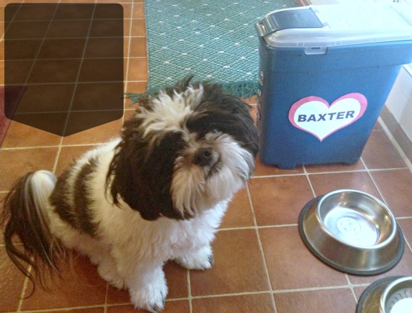 Baxter and his Crooked Smile ProPlanPet nutrition