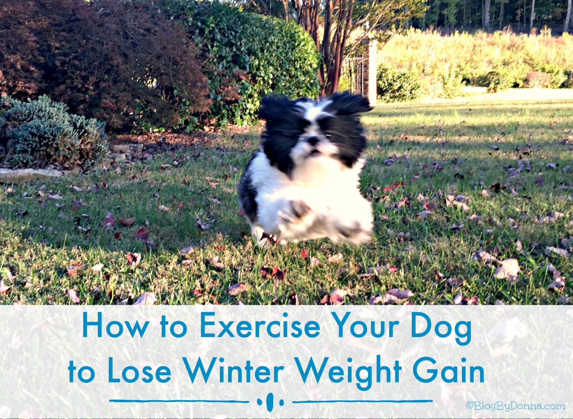 exercise your dog